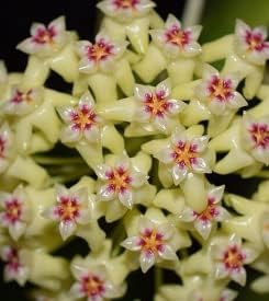 Heirloom Non-GMO Green Red Hoya Flower Seeds for Garden Planting – Heart-Shaped Blooms