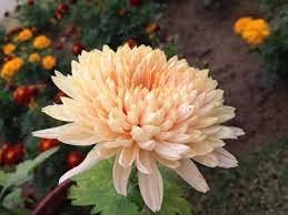 Light Orange Chrysanthemum Flower Seeds – Heirloom Non-GMO Seeds for Lush Seasonal Garden Blooms