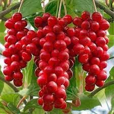 Schisandra fruit seeds