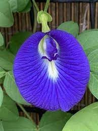 Fresh Clitoria Flower Seeds for Planting - 100 pcs
