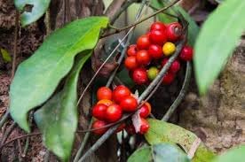 Tiliacora Fruit Seeds for Planting – 10 Seeds 100 Pcs pcs