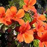 Orange Mimulus Flower Seeds for Planting - 100 pcs for planting in your garden.