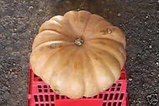 Brown Pumpkin Vegetable Seeds for Planting heirloom & Non-GMO Seeds