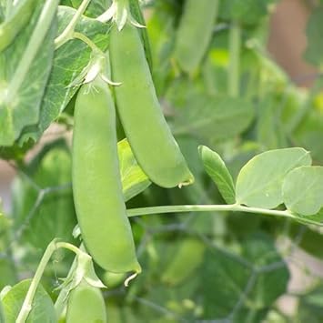 Snow Pea Vegetable Seeds for Planting - 100 Pcs pcs