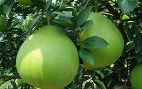 Pomelo fruit seeds for planting