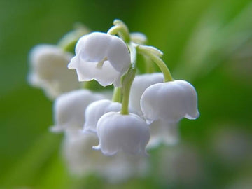 White Windbell Orchid Seeds for Planting - NON GMO Seeds