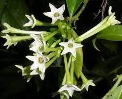Cestrum Flower Seeds for Planting - 100 pcs
