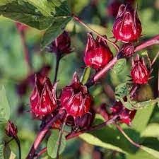 Passion Fruit Seeds - Grow Tangy and Refreshing Passion Fruit at Home 100 Pcs pcs