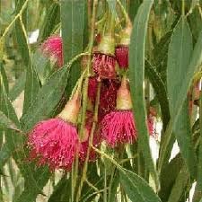 Eucalyptus Flower Seeds for Planting-Heirloom & Non-GMO Seeds for planting