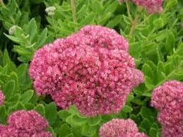 Spectabile Flower Seeds for Planting - 100 pcs