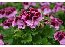 Vibrant Purple & Pink Geranium Flower Seeds for Planting - Heirloom & Non-GMO Quality