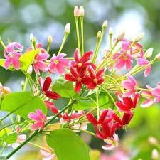 Quispualis Indica Flower Seeds for Planting - 100 pcs