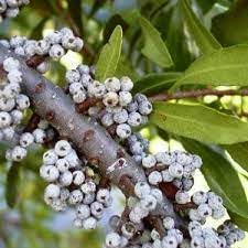 Wax Myrtle Southern Fruit Seeds, Grow Your Own Aromatic Fruit Trees 100 Pcs pcs