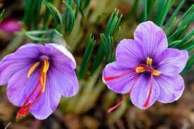 Sativus Flower Planting Seeds for Garden NON GMO Seeds