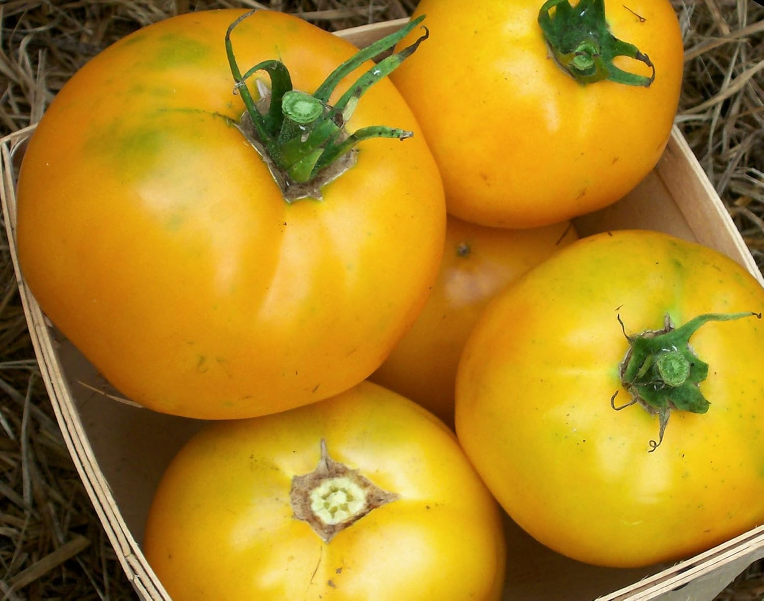 Djena Lee’s vegetable seed mix for planting