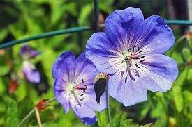 Cranesbill Flower Seeds for Planting - NON GMO Seeds