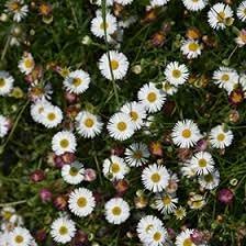 Erigeron Karvinskianus Seeds â€“ Heirloom, Non-GMO Daisy Flower Seeds for Garden Planting