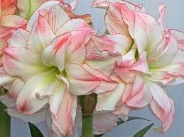 Amaryllis Barbados Flower Seeds â€“ Non-GMO, Heirloom Blooms for Tropical Garden Planting