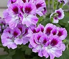 Heirloom Non-GMO Violet Red Geranium Flower Seeds â€“ Vibrant Blooms for Planting