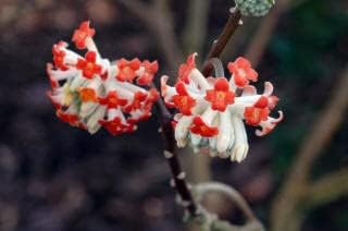 Edgeworthia (Edgeworthia scientific name) for planting in garden
