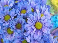 Organic Heirloom Non-GMO Blue Yellow Chrysanthemum Seeds for Planting – Garden Blooms