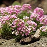 Pink Lobularia Flower Seeds for Planting - NON GMO Seeds