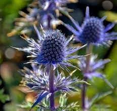Organic Eryngium Planum Flower Seeds for Planting ƒ?? Heirloom, Non-GMO