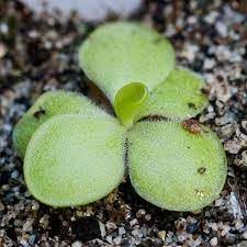 Pinguicula Plant Seeds for Planting, Heirloom, Non-GMO, 100 pcs for planting in home garden