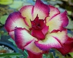 Cream Pink Adenium Flower Seeds for Planting â€“ NON GMO Seeds