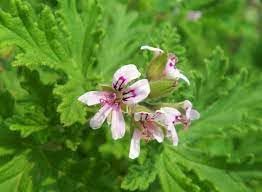 Graveolens Flower Planting Seeds for Garden NON GMO Seeds