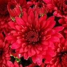 Chrysanthemum Deep Red Flower Seeds for Planting - NON GMO Seeds