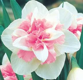 Baby Pink Narcissus Seeds for Planting – Heirloom, Non-GMO Organic Flower Seeds