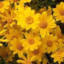 Heirloom Non-GMO Sunshine Flower Seeds for Planting – Bright Blooms for Vibrant Garden Displays