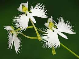 Heirloom Dove Orchid Flower Seeds, Non-GMO, Exotic White Blooms for Indoor or Garden Display