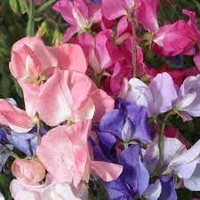 Pea Flower Seeds for Planting – 100 pcs