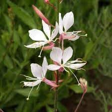 Gaura Flower Seeds for Planting, 100 pcs