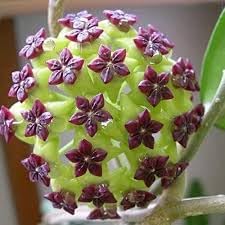 Carnosa Flower Seeds for Planting, Unique Texture, 100 pcs