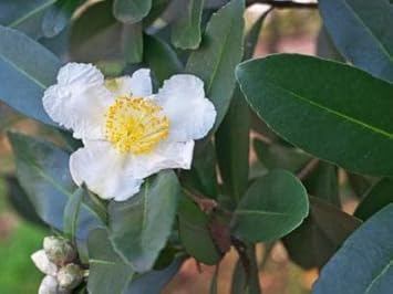 Egg Flower Seeds for Garden Planting ƒ?? Heirloom, Non-GMO Bright Bloom Variety