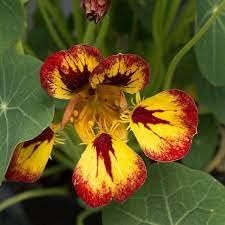 Multi Nasturtium Flower Seeds â€“ Heirloom, Non-GMO Seeds for Planting Vibrant Garden Blooms for planting in home garden