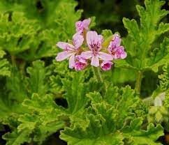 Graveolens Flower Planting Seeds for Garden NON GMO Seeds