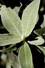 60pcs Silverberry Plant Seeds - Exotic Silverberry Plants for Ornamental Gardens 100 Pcs pcs