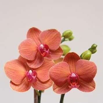 Peach Phalaenopsis Orchid Flower Seeds – Heirloom, Non-GMO, Graceful Blooms for Garden Planting for planting in your garden.