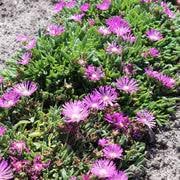 Fuschia Ice Plant Seeds – Heirloom Non-GMO Flower Seeds for Drought-Tolerant Garden Planting