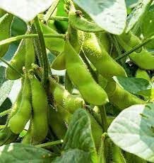 Soybean Glycine max seeds for garden planting