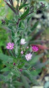 Epilobium Flower Seeds for Planting ƒ?? Organic, Heirloom, Non-GMO Wildflower Seeds