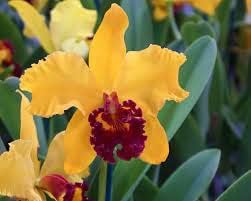 Cattleya Hybrida Flower Seeds Yellow for Planting - NON GMO Seeds
