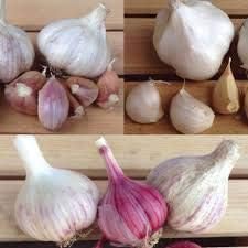 Mixed Colour Garlic Allium sativum for planting in home garden