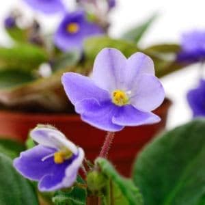 Saintpaulia Flower Seeds Sky Blue for Planting - NON GMO Seeds