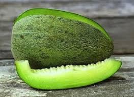 Bateekh Samara Melon Citrullus lanatus seeds for planting in vegetable patch