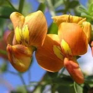 Bladder Senna Bush Plant Seeds for Ornamental and Medicinal Use – Fresh Herb for Your Garden